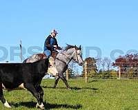 husband-safe-draft-horse