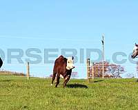 ranch-versatility-draft-horse