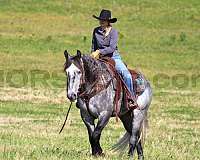 ranch-work-draft-horse