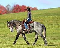 show-draft-horse