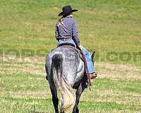 western-riding-draft-horse