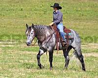 working-cattle-draft-horse