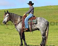 youth-draft-horse