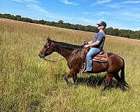 ranch-work-quarter-pony