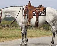 athletic-quarter-horse