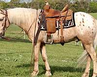 ranch-work-poa-horse