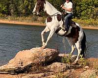 ranch-versatility-paint-horse