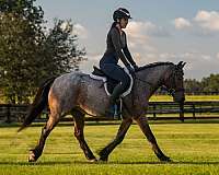 ridden-english-pony