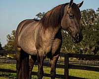 flashy-draft-horse