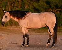 athletic-quarter-horse