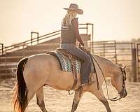 calf-roping-quarter-horse