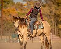 ranch-versatility-quarter-horse