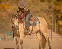 ranch-work-quarter-horse