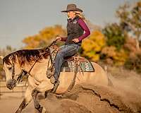 reining-quarter-horse