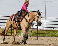 trail-riding-quarter-horse