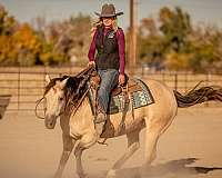 team-penning-quarter-horse