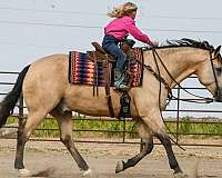 western-riding-quarter-horse