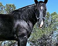 draft-horse