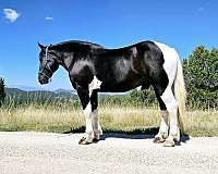 flashy-draft-horse