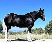 jumping-draft-horse