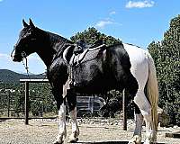 parade-draft-horse