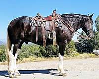 ranch-work-draft-horse