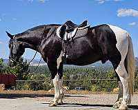 performance-draft-horse