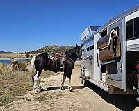 ridden-english-draft-horse