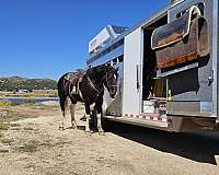 ridden-western-draft-horse