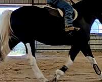 show-draft-horse