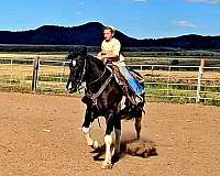 trail-riding-draft-horse