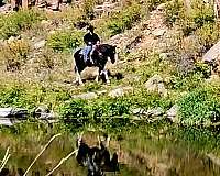 working-cattle-draft-horse