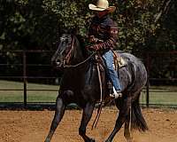 calf-roping-quarter-horse