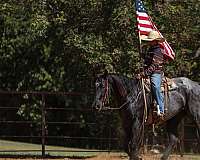 flashy-quarter-horse