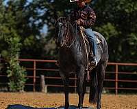 husband-safe-quarter-horse