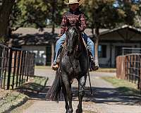 ranch-versatility-quarter-horse