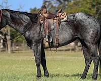 ranch-work-quarter-horse