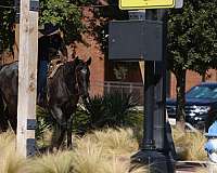 western-riding-quarter-horse