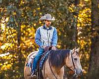 calf-roping-quarter-horse