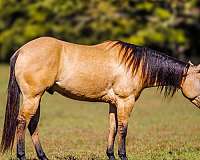 athletic-quarter-horse