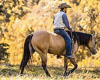 husband-safe-quarter-horse