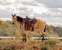 calf-roping-quarter-horse