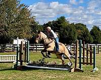 ranch-versatility-quarter-horse