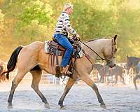 ranch-work-quarter-horse