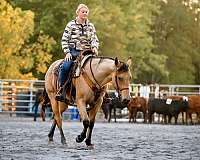 ridden-english-quarter-horse