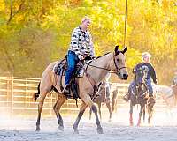 ridden-western-quarter-horse