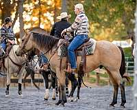 rodeo-quarter-horse