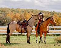 roping-quarter-horse