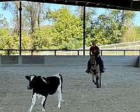 team-penning-quarter-horse