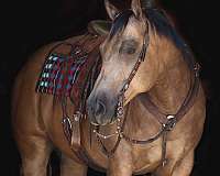 calf-roping-quarter-horse